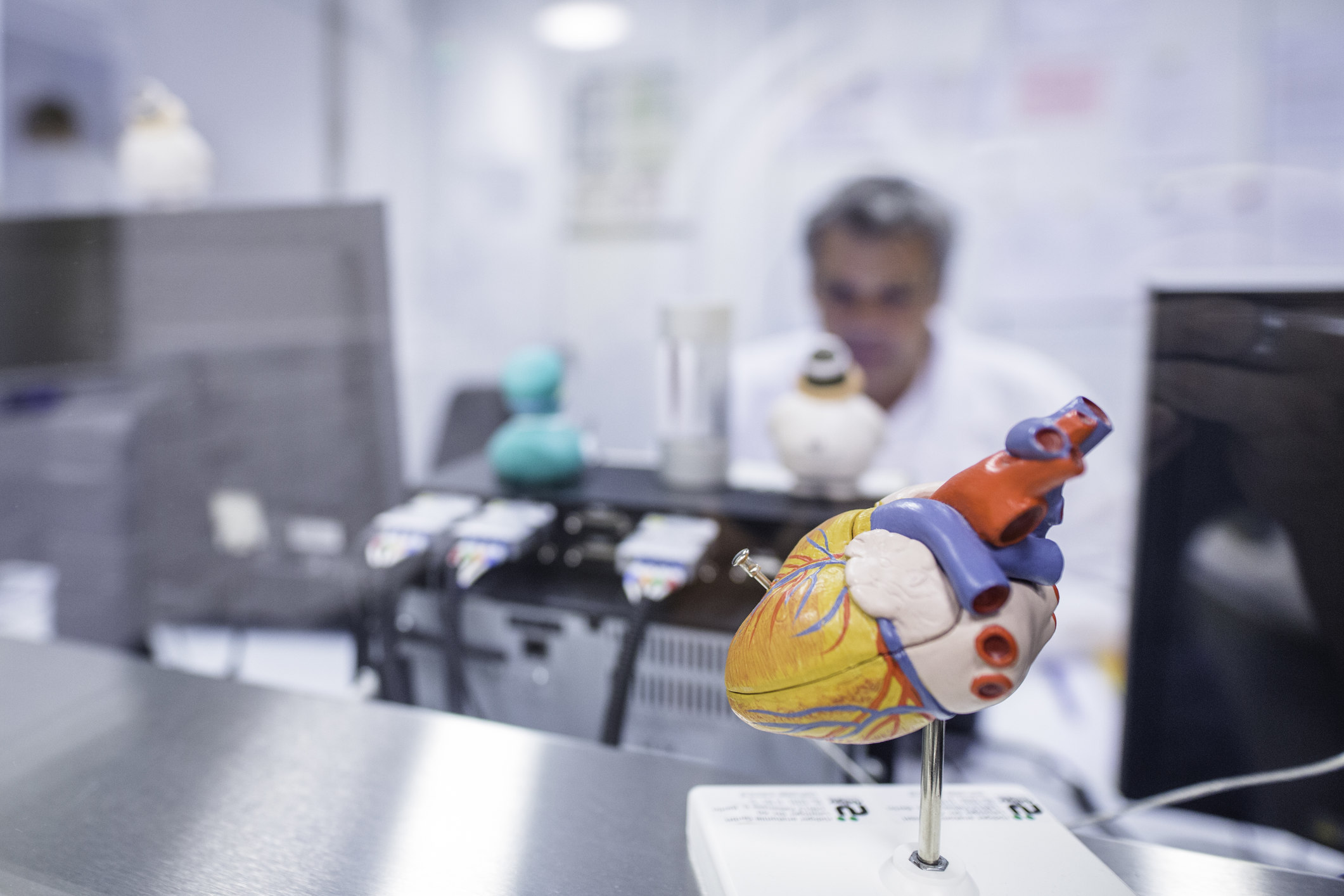 Modell eines menschlichen Herzens